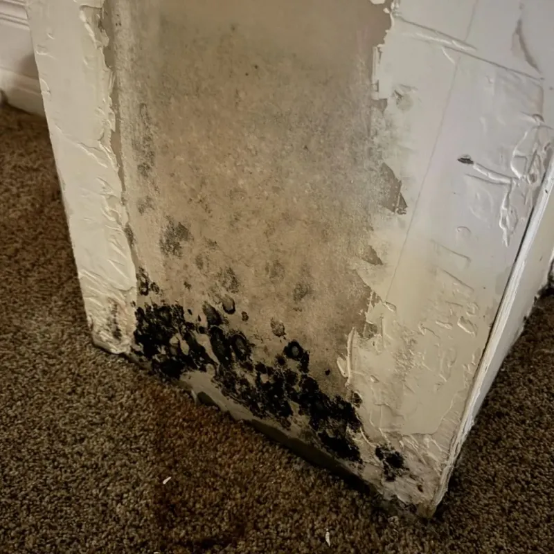 Professional Mold Removal in Ford County, KS